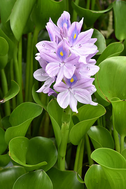 istock Purple water flowers 578590344