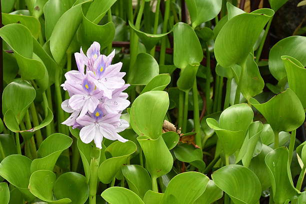 istock Purple water flowers 578590482