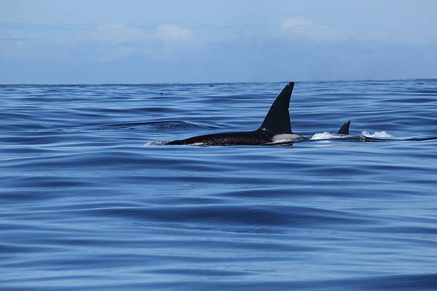 istock Killer Whales swimming in Monterey Bay 578593080