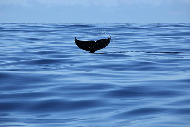 Killer Whales swimming in  Monterey Bay near Moss Landing CA, USA