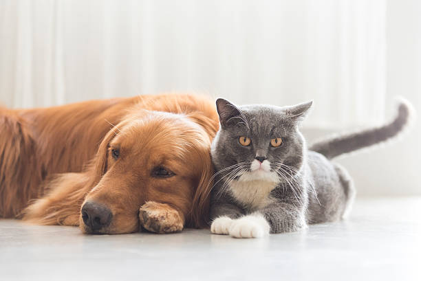 istock Dogs and cats snuggle together 578593548