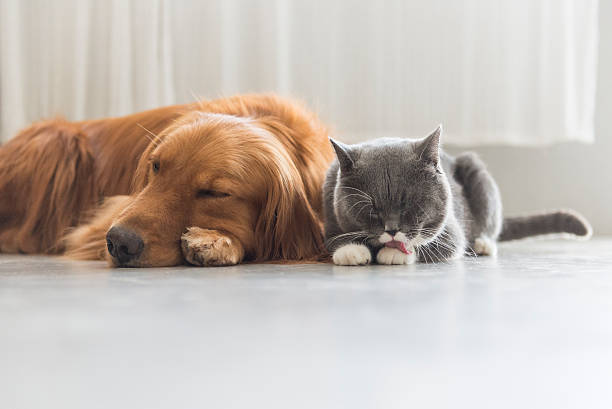 istock Dogs and cats snuggle together 578593584