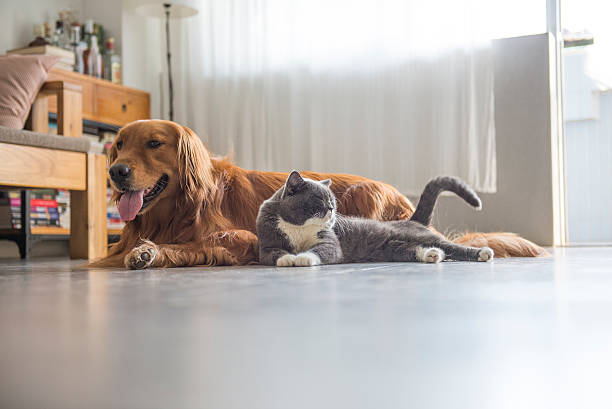 istock Dogs and cats snuggle together 578593796