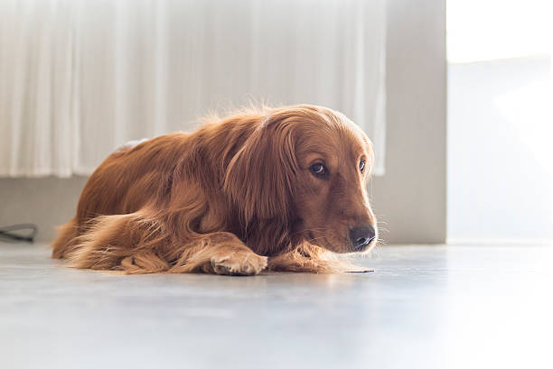 istock The golden retriever lying on the floor 578594098