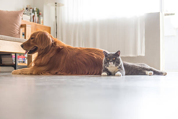 istock Dogs and cats snuggle together 578594240