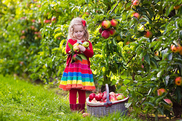 Child picking apples on a farm in autumn. Little girl playing in apple tree orchard. Kids pick fruit in a basket. Toddler eating fruits at fall harvest. Outdoor fun for children. Healthy nutrition.