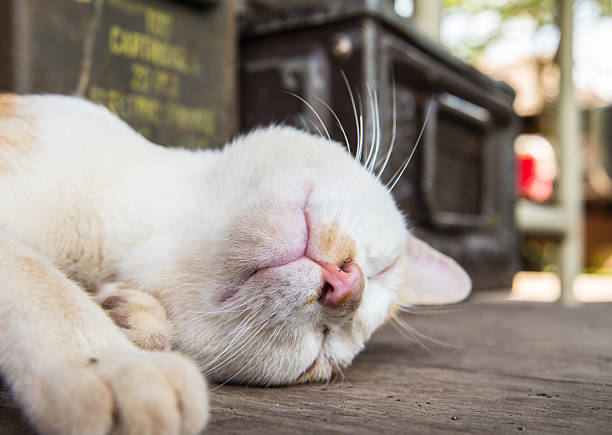 istock Cat sleeping on the wood ground 578594584