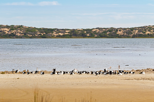 A flock of large Australian Pelican water birds with pale pink bill resting on the beach close to sand dune Younghusband Peninsula at Coorong National Park in South Australia