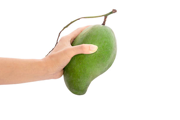 istock Fresh mango - Green mangoes on woman hands with isolated 578596120