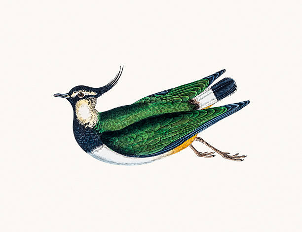 ilustraciones, imágenes clip art, dibujos animados e iconos de stock de avefría del norte - lapwing