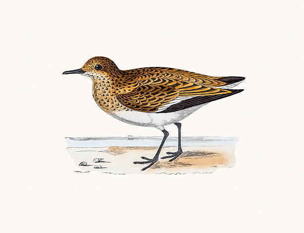 Sanderling bird A photograph of an original hand-colored engraving from The History of British Birds by Morris published in 1853-1891. sanderling calidris alba stock illustrations