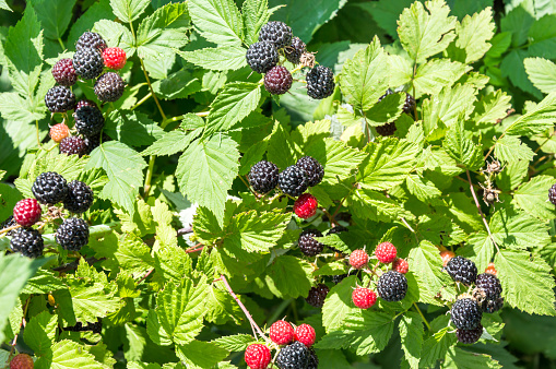 Black raspberries on the bush