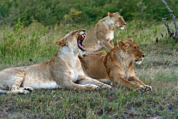 istock Portrait of young Lion 578597950