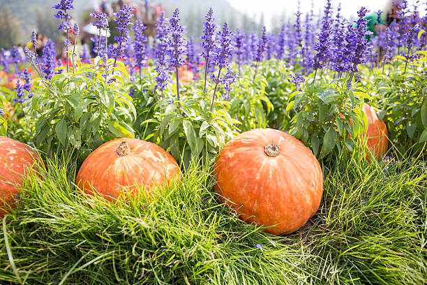 pumpkin on grass with lavender background in field, concept idea