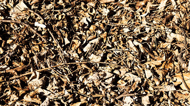 istock Autumn yellow leaves 578599156