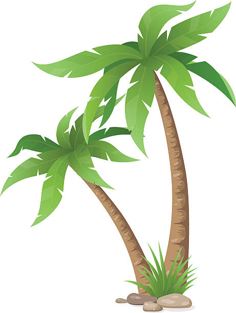 две пальмы изолированы - tropical climate island beach branch stock illustrations