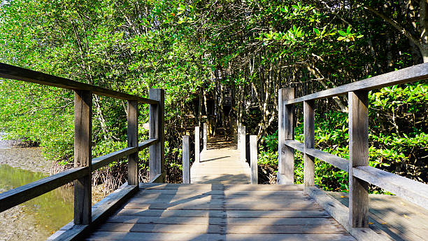 istock forest mangrove and the bridge walkway 578599408
