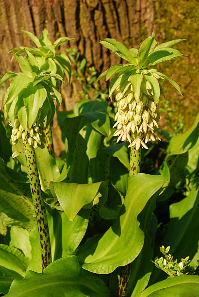 istock Flowerhead of the Pineapple Lily. 578599672