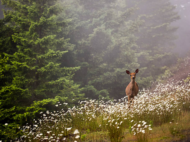 A female deer doe standing in a field of wild flowers at the Olympic National Park near Port Angeles, Washington in Northwest Washington State. A light amount of fog is in front of some of the trees and around the deer. This is in the Olympic National Forest. The park is on the Olympic Peninsula in the Pacific Northwest. The Olympic Peninsula is a large area of Western Washington that contains around 3600 square miles of land.