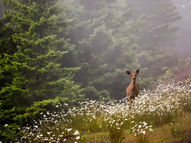 Photo of Deer Doe Standing Field Flowers Washington State Olympic National Park