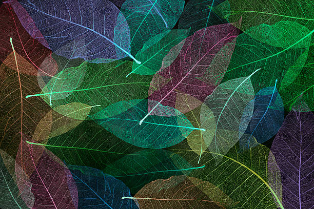 istock Transparent flowers Skeleton magnolia leaves multicolored 578600346