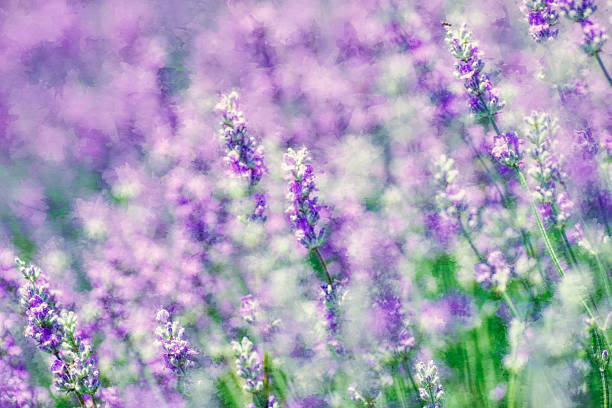 istock Digital art, watercolor paint effect, garden Lavender flowers 578600780