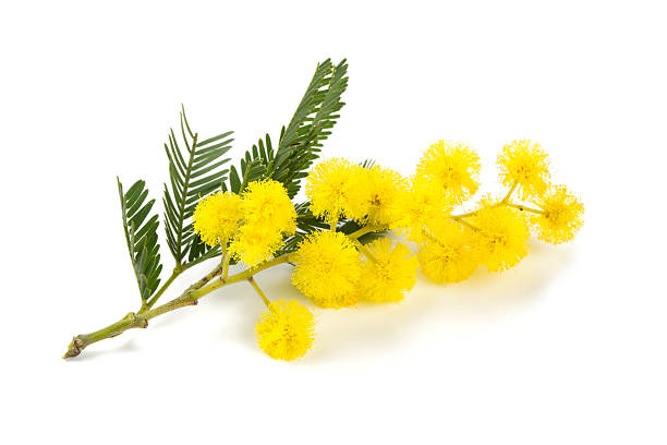 mimosa isolado em fundo branco - fotografia de stock