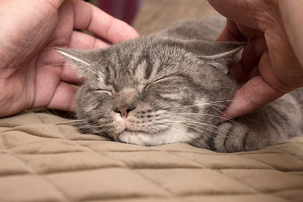 istock happy cat is ironed by the owner 578790664