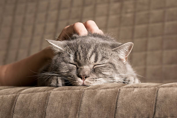 istock happy cat is ironed by the owner 578790760