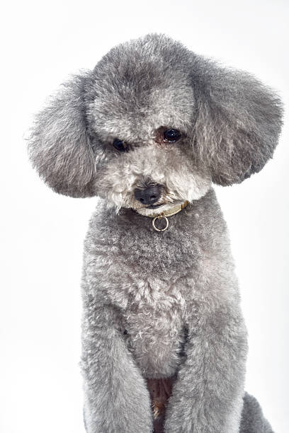 Gray Poodle Stock Photo - Download Image Now - Animal, Dog, Pets