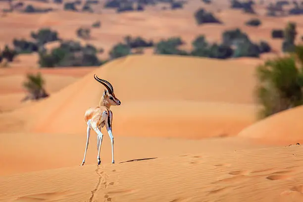 Arabian Gazelle in the Desert Conservaion Reserve near Dubai, UAE
