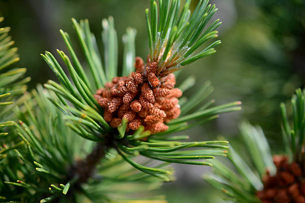 Little dwarf mountain pine cones Little dwarf mountain pine cones on branch. Shallow depth of field. dwarf pine trees stock pictures, royalty-free photos & images