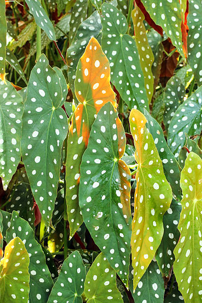 istock Begonia maculata Green leaf with white spots 578791992