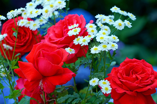 beautiful blooming roses of red and white color close-up