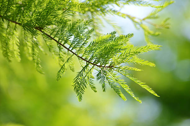 istock Detail of branch tree Bald Cypress (Taxodium distichum) 578793660