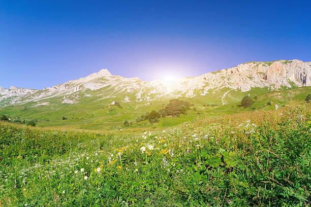 istock Beautiful fields of flowers 578794004