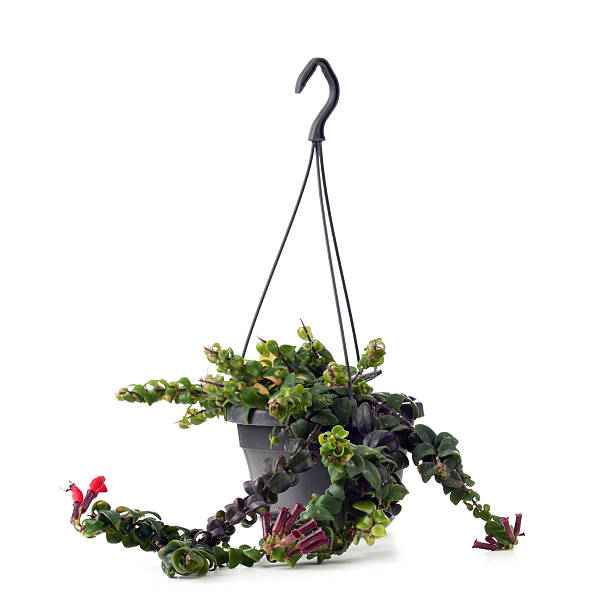 istock Lipstick Plant with flowers. Aeschynanthus radicans Jack. 578794212