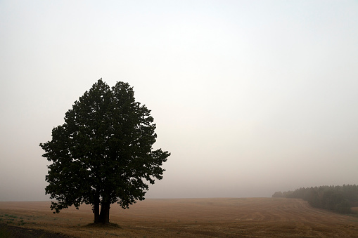 one tree growing in the field, photographed close up in the fog, autumn
