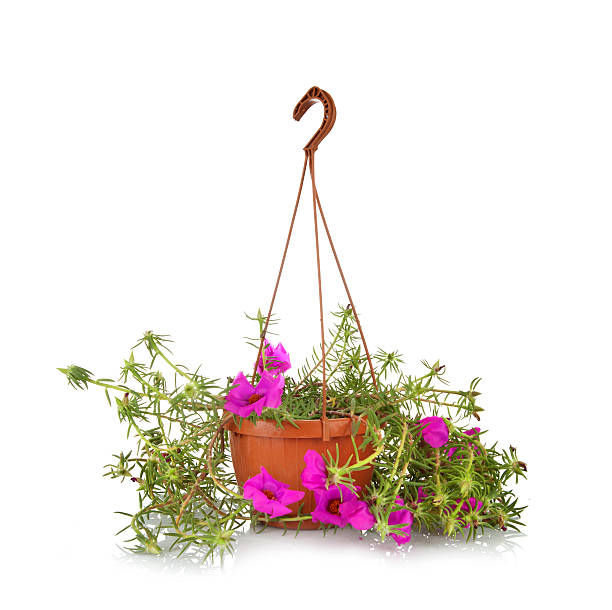 istock Moss Rose Portulaca grandiflora 578794798