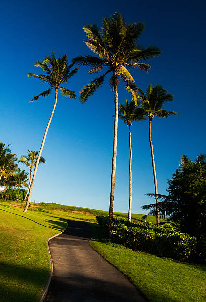 istock palms on the green field 578794960
