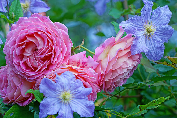 istock Clematis and english rose 578795106