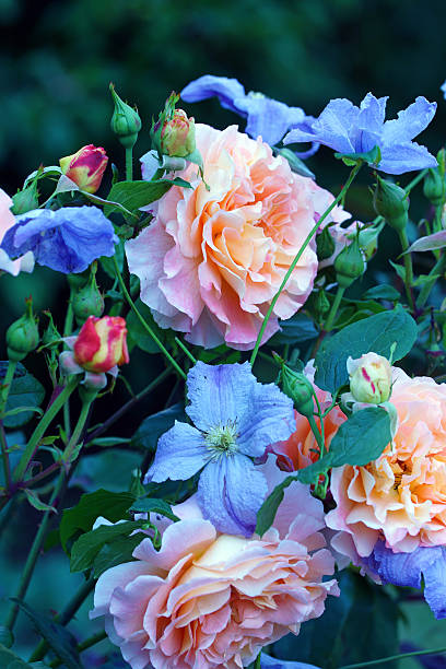 istock Rose ‚Augusta Luise‘ and clematis 578795602