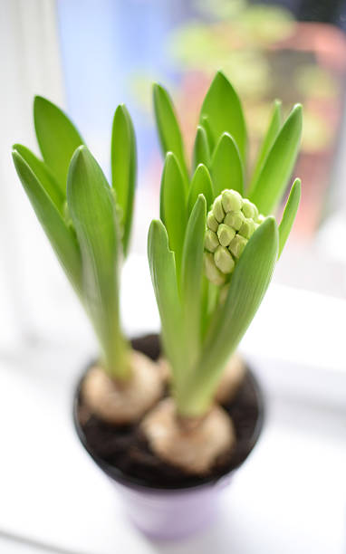 istock Beautiful hyacinth closeup 578795860
