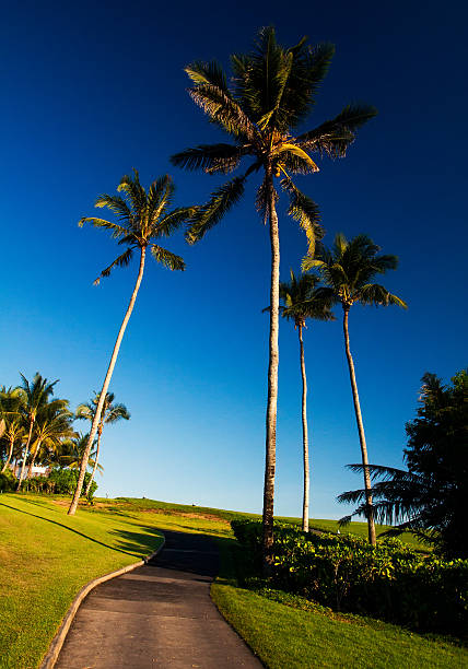 istock palms on the green field 578795904