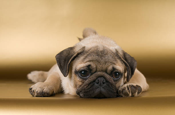 istock Pug on golden background 578796240