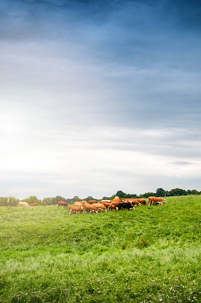 istock Cows grazing on a lovely green pasture 578796414