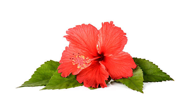 istock Red Hibiscus flower on the white background 578797278