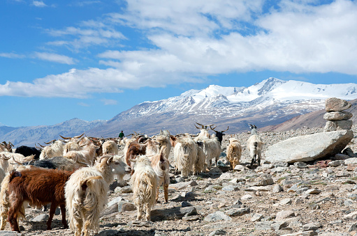 Herd of goats walking across Rothang La pass in the Indian Himalayas