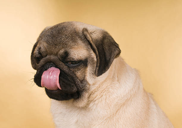 istock Pug puppy on golden background 578798378
