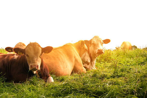 istock Cows grazing on a lovely green pasture 578798534